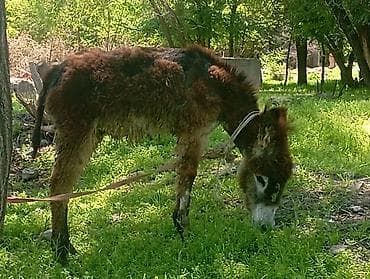гуси линда: Осёл (долговязый тип, густая кудрявая шерсть рыже‑бурого цвета с — 1