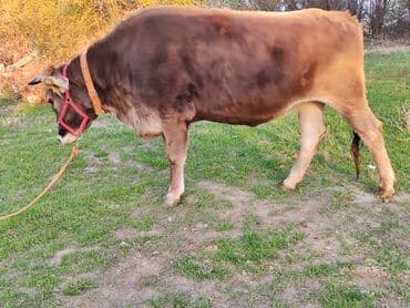 собаки для охраны: Продаю | Тёлка | Швицкая | Для молока | Стельные, Искусственник, Нетель — 7