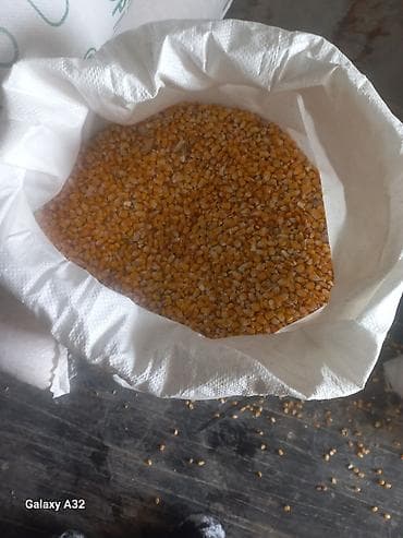 продается куры: Кормовая кукуруза в мешках - Натуральное зерно кукурузы для — 3