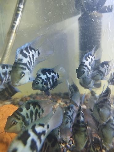 Сапфировый попугайчик возраст 1год. - Аквариумные рыбы с выразительным