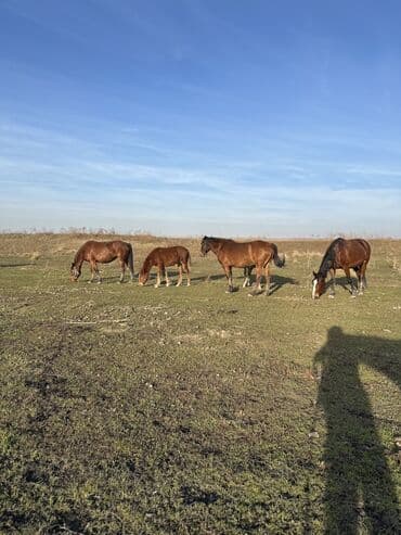 сколько стоит немецкая овчарка в бишкеке: Продаю | Жеребенок, Кобыла (самка), Конь (самец) | Кара Жорго, Английская | Для молока, Для разведения, На забой — 28