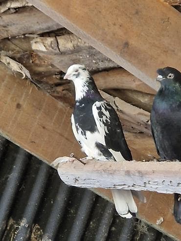 кулак тай: Порода: СРОЧНО МОГУ ПРОДАТЬ ОПТОМ ЦЕНОЙ НЕ ОБИДЕМ декоративные голуби — 4