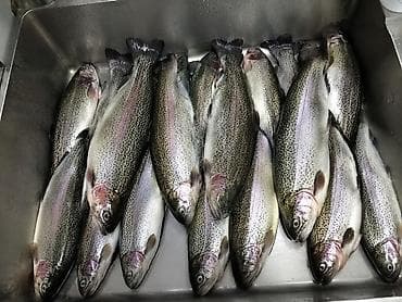 Форель радужная, непотрошёная, охлаждённая. 🐟 Срочная реализация