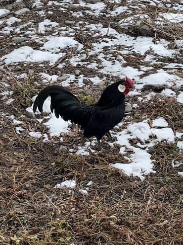 куплю курей: Продаю | Куры | Для разведения — 4