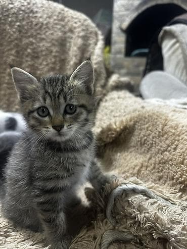 кошка табби: Котята-домоседы, помёт разного окраса: - дымчато-чёрные пушистики - — 10