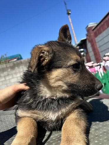 немецкая овчарк: Немецкая овчарка, 2 месяца, Самка — 2