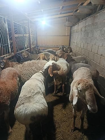 маленький баран: Продаю | Баран (самец) | На забой | Котные — 5