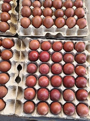 дакан обмен: Продаю | Цыплята | Для разведения — 9