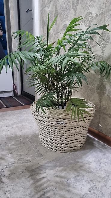 ротанг где купить: Плетёные кашпо для комнатных и уличных растений,плетение на заказ — 10