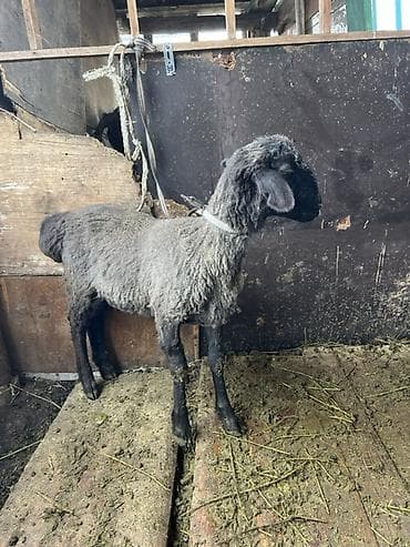 Айыл-чарба жаныбарлары: Сатам | Козу, Кочкор (эркек) | Союуга | Бычылган — 8