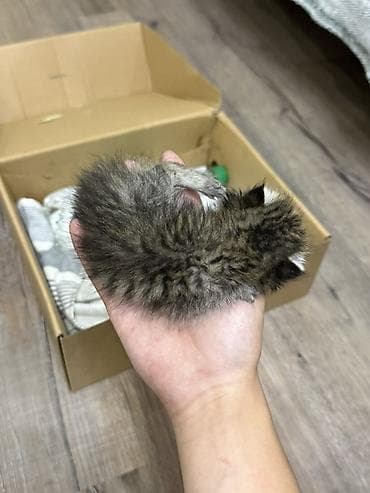 ветирина: Кошка даром: Беспородная, 1 месяц, Девочка — 2
