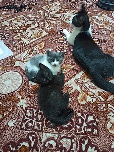 кошка: Малышка серобелая ищет дом. Папа вислоухий, а мама обычная. Девочке 2 — 3