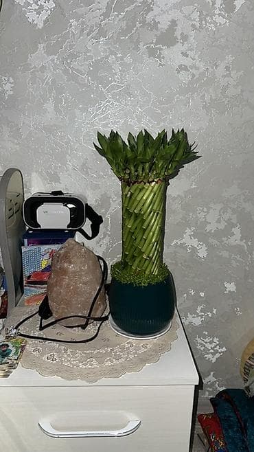 Декоративный «счастливый бамбук» (Dracaena sanderiana) в дизайнерском