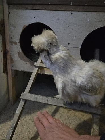 кожа куриная: Продаю | Куры | Для разведения — 6