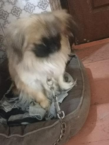 Зоотовары: Порода: пекинес (миниатюрная декоративная собака)мальчик 1 год,готов — 2