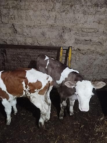 алла тоо: Сатам | Музоо | Голштин, Симментал | Жасалма уруктандырылган — 2