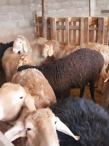 тай цена: Продаю | Овца (самка) | Для разведения | Матка — 3