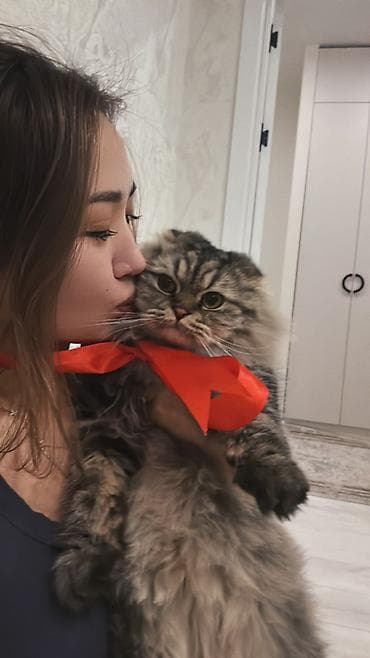 продаю котят: Вязка: Скотиш Фолд (Шотландская вислоухая), Мальчик, 2 года — 2