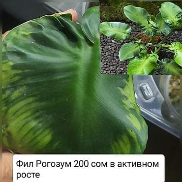 растовые куклы: Продаю цветы — 4
