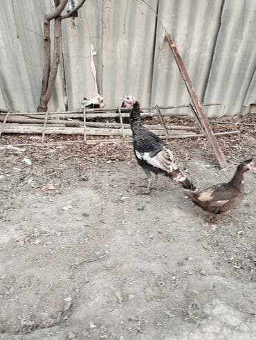 дистанционный микрофон цена бишкек: Продаю Индюка самец мартовскии цена 2200 тысяч сом — 5