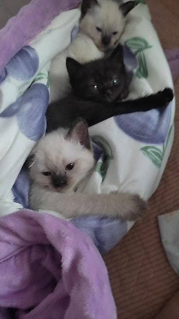 кошка британская вислоухая: Котята окраса пойнт и однотонный черный - Порода/тип: домуски с — 2