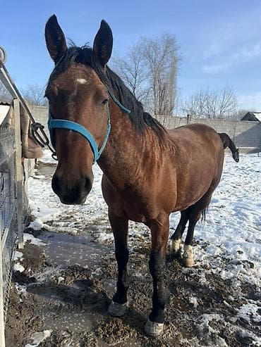 котята сфинксы: Продаю | Кобыла (самка) | Рабочий — 1