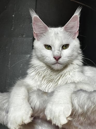 black cat: Мейн-кун, 1 месяц, Мальчик, Белый, Приучена к лотку, Проглистована, С документами — 2