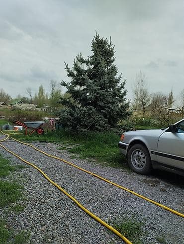 Ель голубая (Picea pungens) - Декоративная хвойная порода с плотной