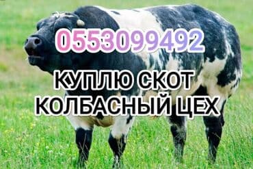 Сатып алам | Уйлар, букалар, Жылкылар, аттар, Башка а/ч жаныбарлары | Күнү-түнү, Бардык шартта, Союлган — 1