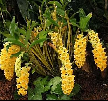 Комнатные розы: Орхидея Dendrobium densiflorum (дендробиум густоцветковый) — эффектный — 1