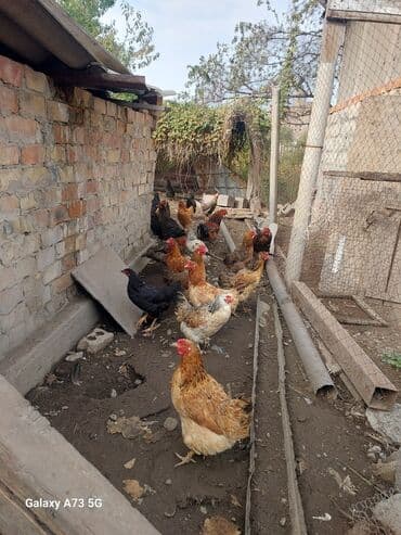 купить домашних курей: Продаём курей — 1