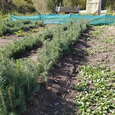 Рассада деревьев: Ели, Самовывоз, Бесплатная доставка, Платная доставка