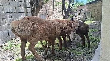 телки швиц: Продаю | Овца (самка) | Для разведения | Осеменитель, Ярка — 4