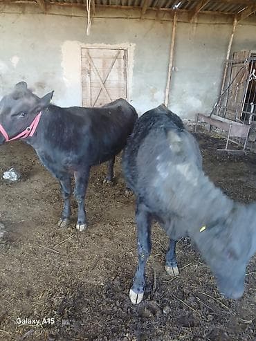 бычки 1год: Продаю | Тёлка | Абердин-ангус | На откорм | Привязанные — 10