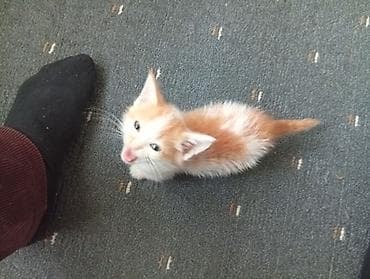 кошка талас: Кошка даром: Египетский мау, 2 месяца, Мальчик — 3