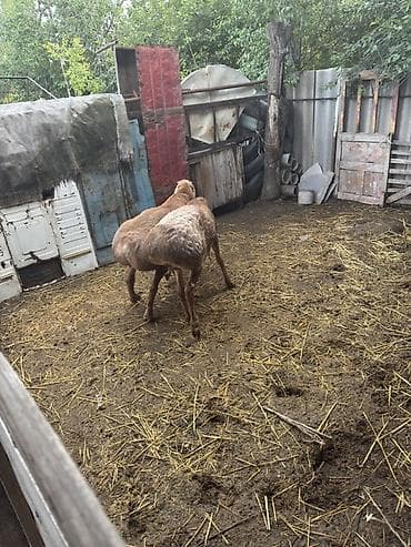 кошки ош: Продаю | Овца (самка) | Эдильбаевская | На забой — 3