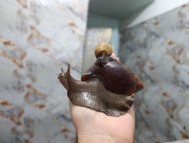 Ветеринар кызматы: Ахатина (гигантская африканская улитка - Спокойный питомец, не шумит и — 1