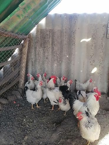 поющие волнистые попугаи: Продажа Инкубационное яйцо. Барковская - 35 сом Адлерская-25сом — 4