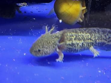 купить аксолотль: Аксолотли (Ambystoma mexicanum), ручные морфы: - Альбино/люцистик — 4