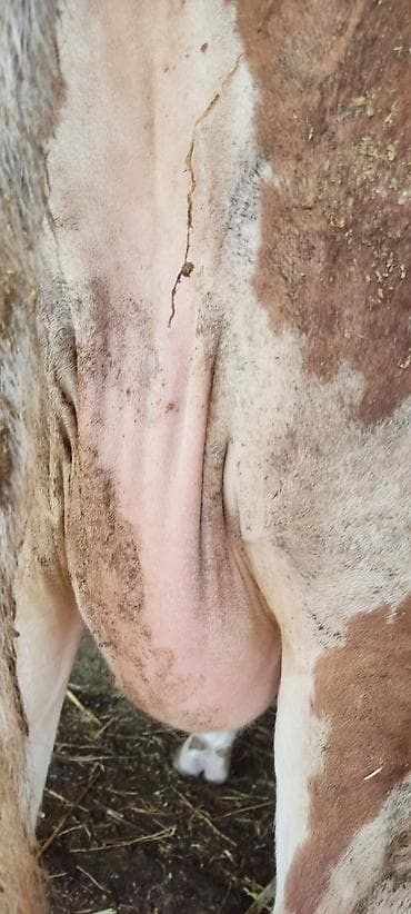 продаю телочку: Продаю | Корова (самка) | Полукровка | Для молока | После отела — 6