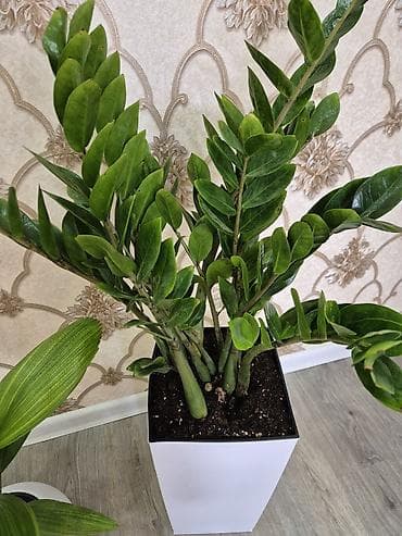 черный замиокулькас: Замиокулькас (ZZ plant) в высоком белом кашпо - Комнатное — 2