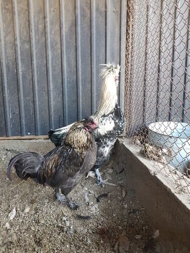 наполнители для кошек: Петушки — 2