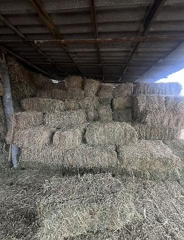 грумер бишкек цена: Продаю тюки люцерна чистая
Нижне чуйск — 1