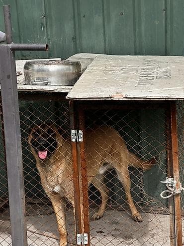 коне корсо: Собака охранной порода бельгийскую овчарку/малинуа). Основные — 4