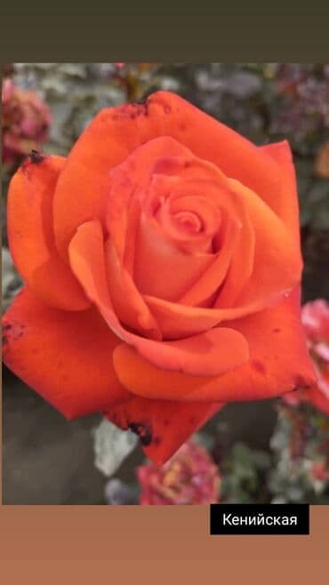 теплица цветы бишкек: Черенки цветка: Розы — 11