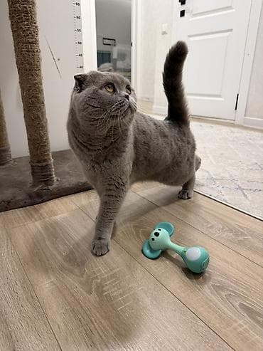 Шотландский вислоухий кот, окрас лиловый. (2 года), стерилизованный