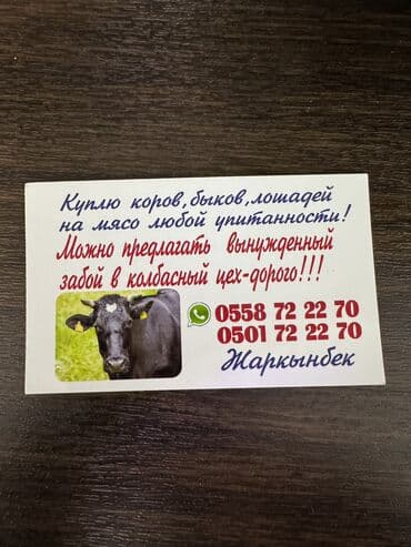 Птицы: Куплю | Коровы, быки, Лошади, кони, Другие с/х животные | Круглосуточно, Любое состояние, Забитый — 1