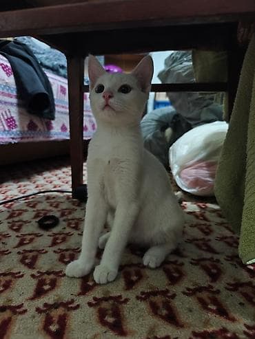 d cat: КОТЁНОК БЕЛЕНЬКИЙ ДЕВОЧКА 2,5 МЕСЯЦА. Котята домашние — 5