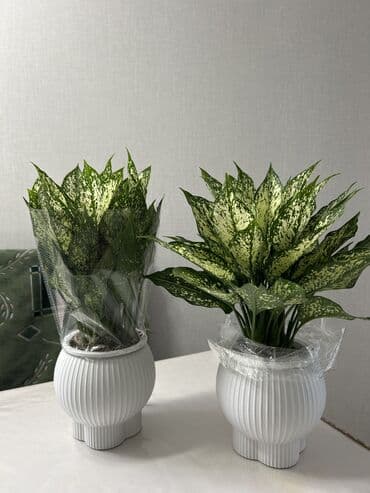 Промышленная химия: Аглаонема (Aglaonema) с пёстрыми листьями в декоративном горшке - — 2