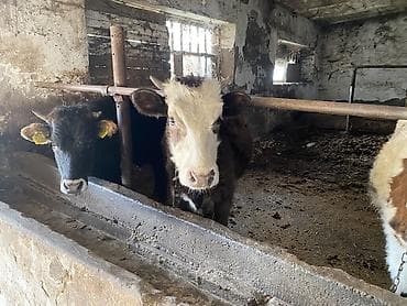 Кошки: Продаю | Корова (самка), Тёлка — 4